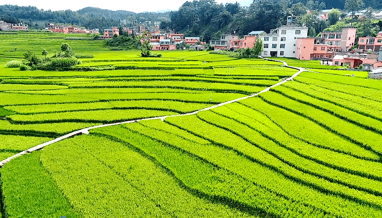 【美丽乡村】新民镇:秋日好"丰"景,乡村美如画_种植_水稻_梯田