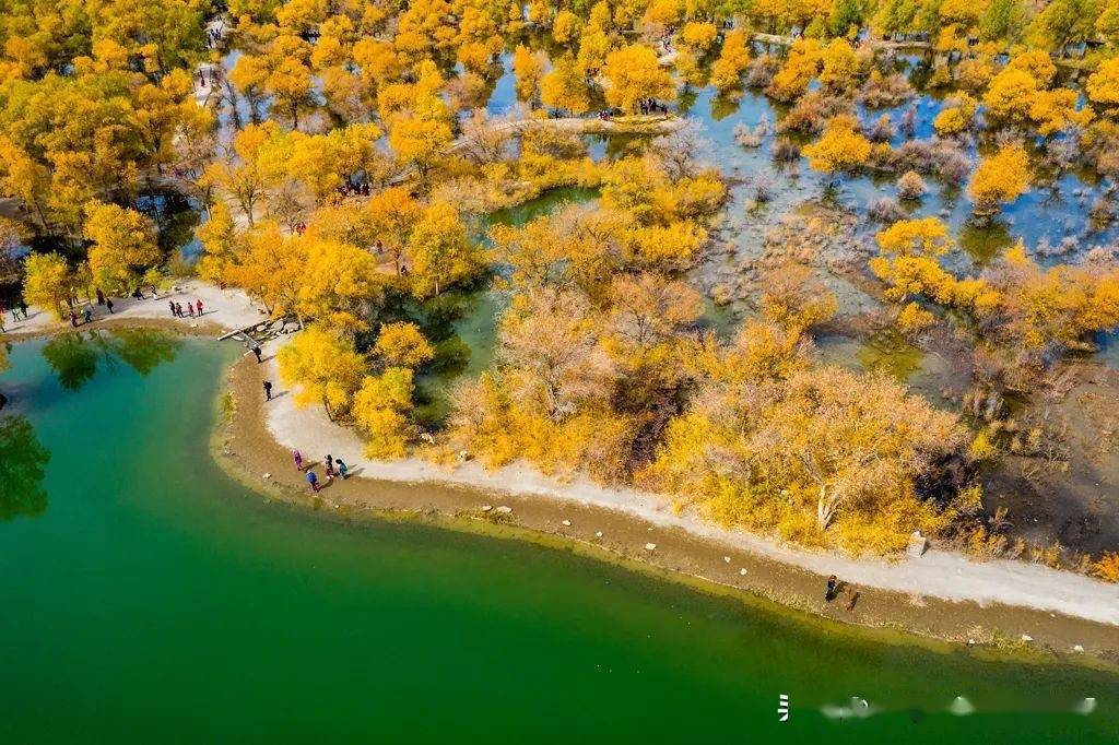 去额济纳吧,看一场金色狂舞_胡杨林_摄影_地方