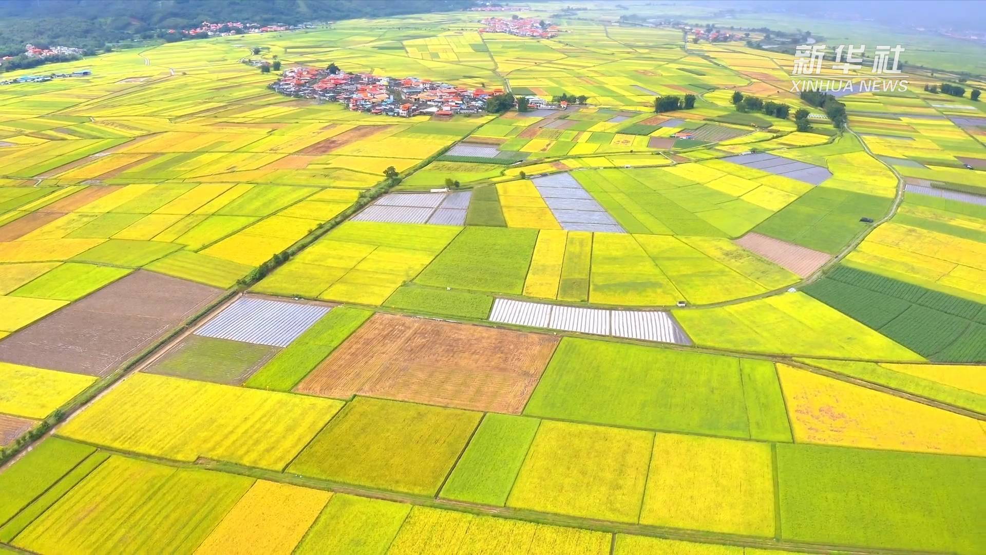 云南德宏:轻风拂过稻田 一片金黄起伏_付亚男_芒市_新华社
