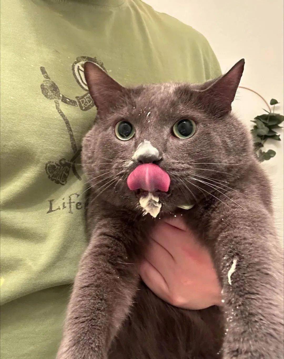 09相亲相爱的大小煤球♡08自带憨巴嘎的猫猫07以牙还牙以咬还咬