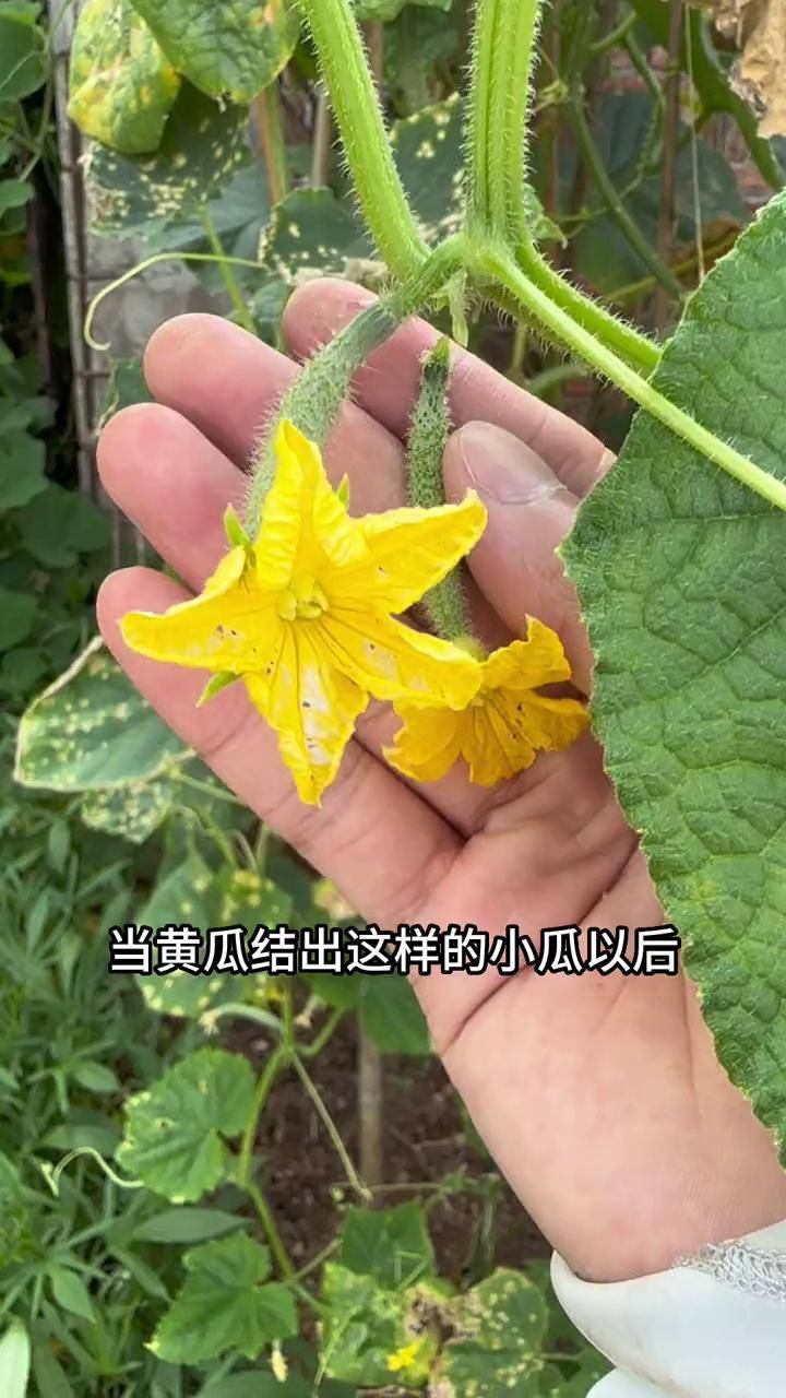 黄瓜的果实结构图片