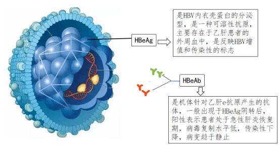 01hbeag（乙肝e抗原）是hbv内衣壳蛋白的分泌型，是一种可溶性抗原，主要存