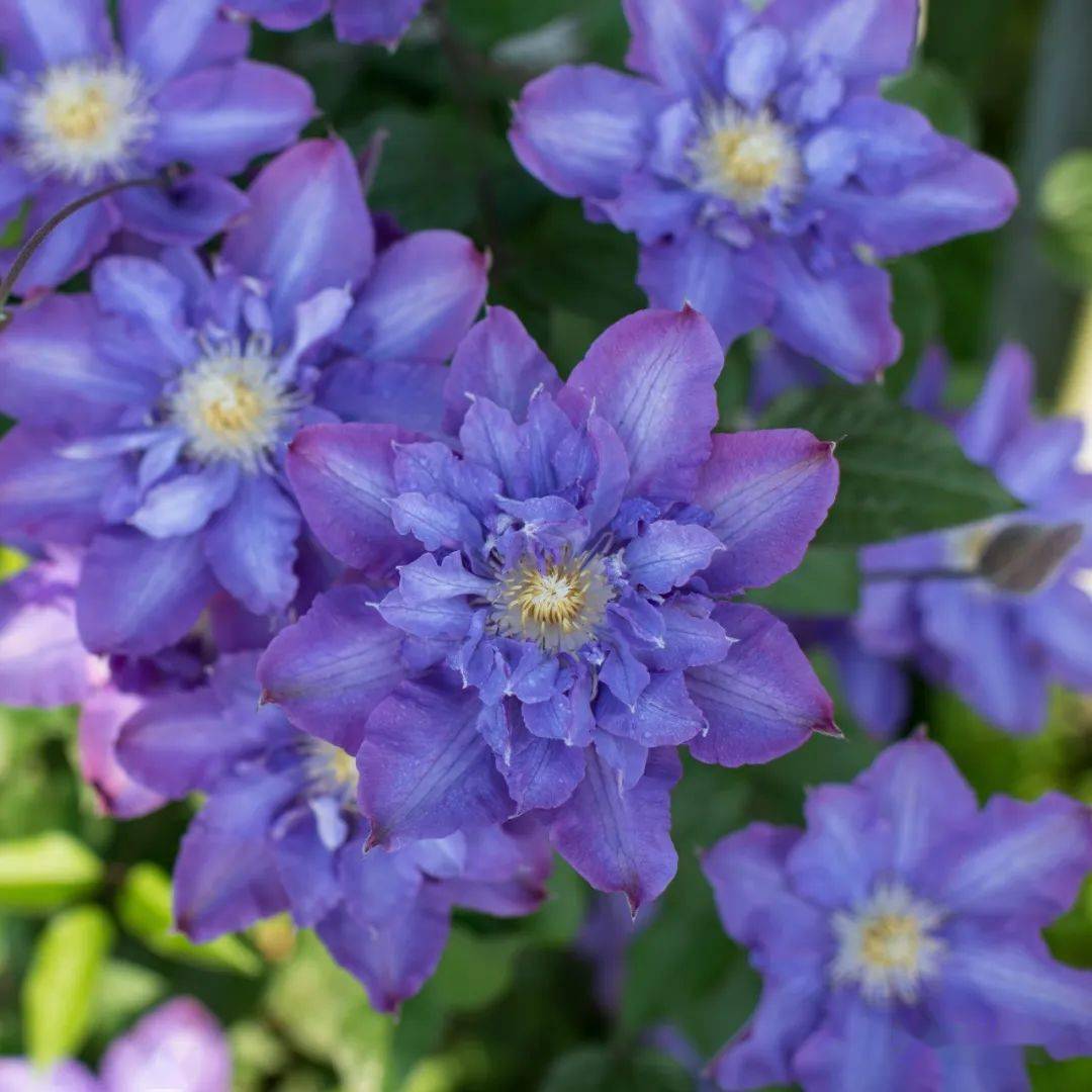 花开如瀑,一眼沦陷～_花瓣_修剪_cm