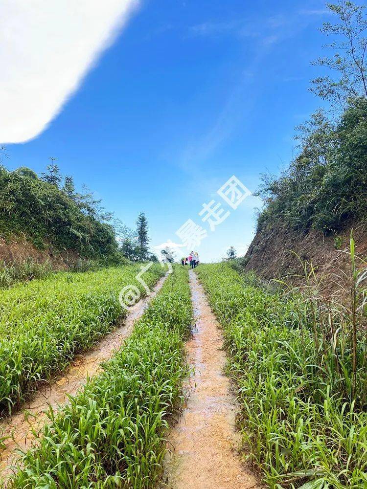 老香山植被为亚热带山地常绿阔叶林,有香椿,鸭脚木,荷木,樟,根竹等