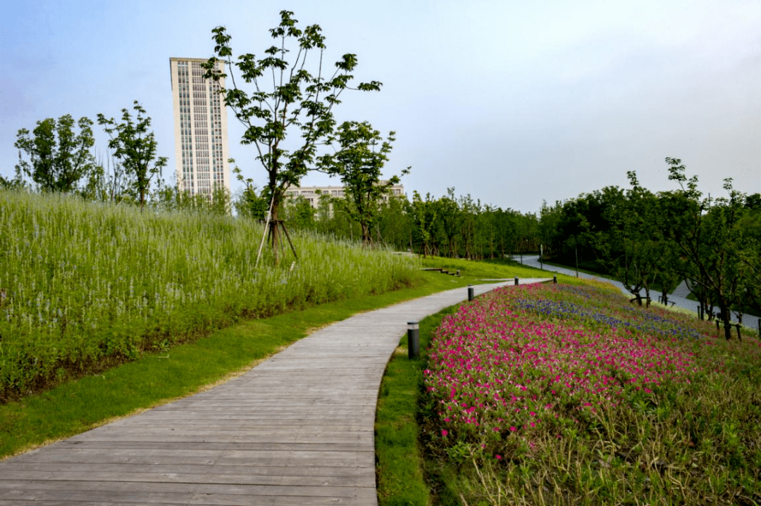 桃浦中央绿地采用行云流水的动态架构,形成山谷意向,以活泼灵动的构图