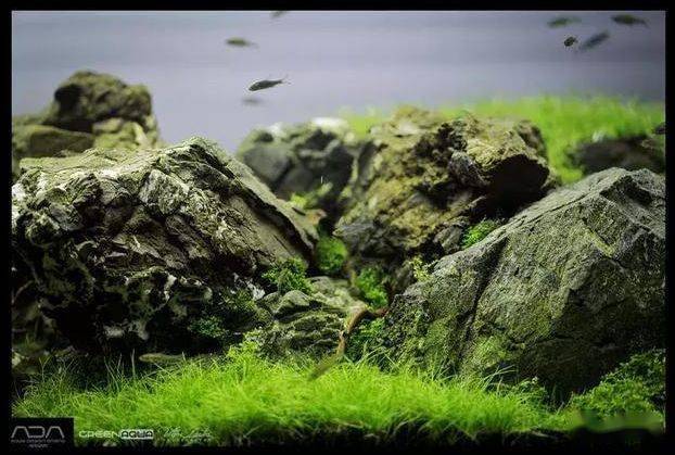 ada到底有什么不一样?天野尚草缸,自然水景缔造者!_title_造景_水草