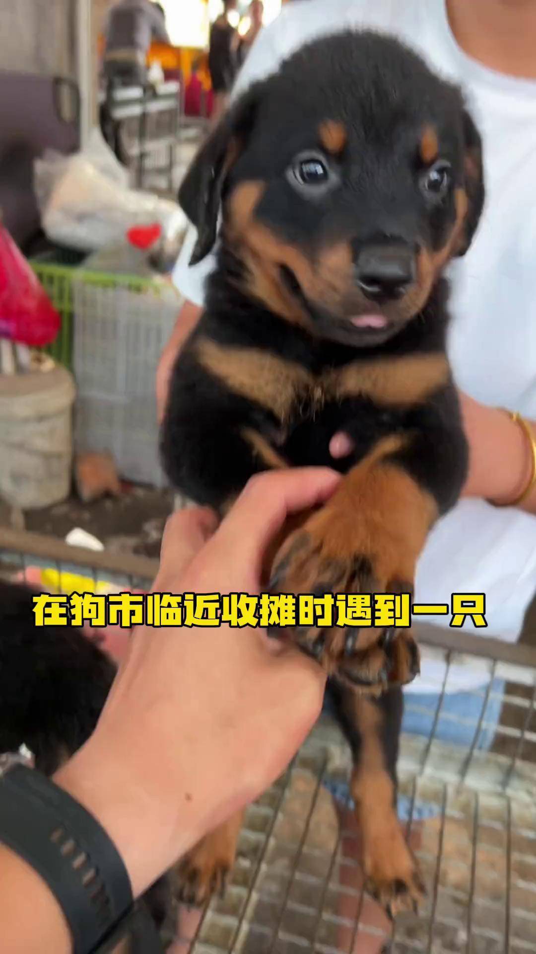 德系罗威纳 罗威纳犬 罗威纳护卫犬 罗威纳 萌宠出道计划