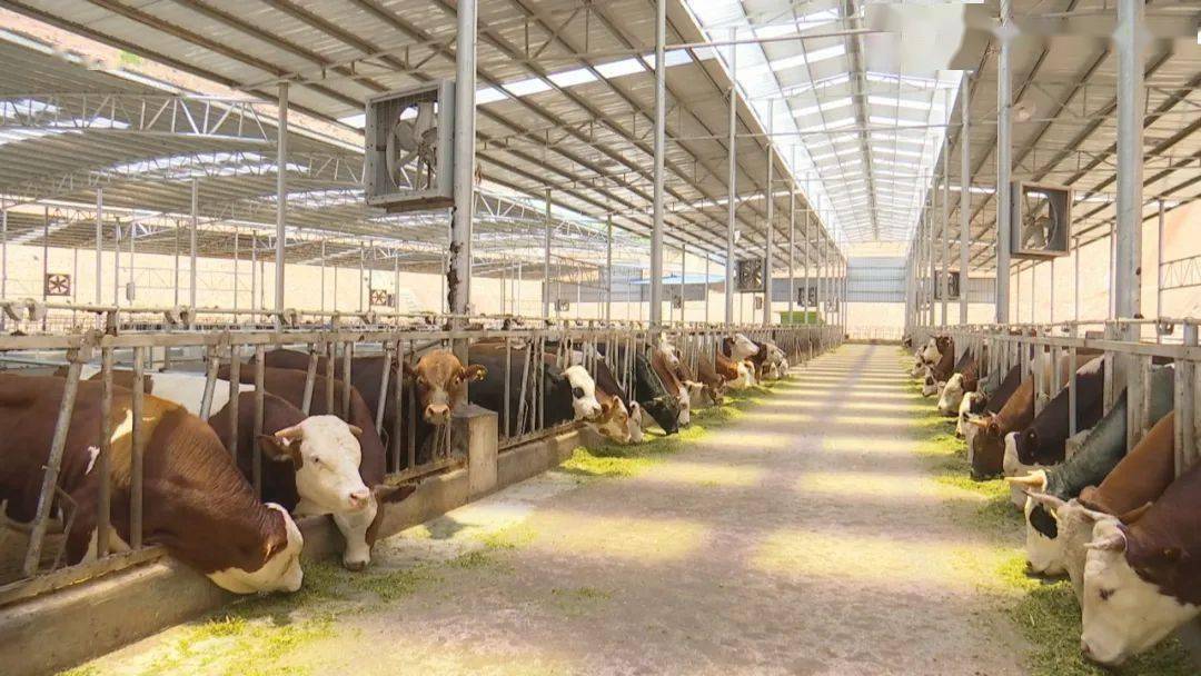 万秀区全力打造10亿元生态牛全产业链_肉牛_养殖_示范区