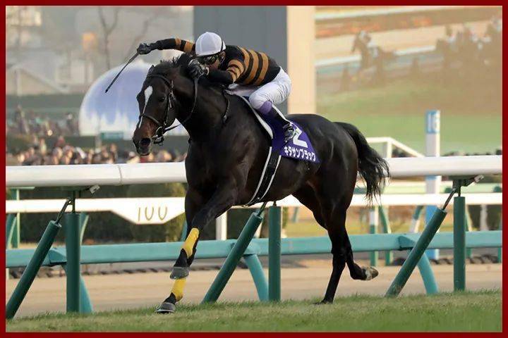 河曲马,叙利亚马,阿拉伯马等河曲马▼▌单倍群 h ▌欧洲马王「皇仆」