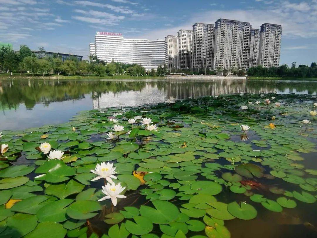 昭通中心城市乌蒙水乡公园莲花开了!_昭阳区_赵磊明_来源