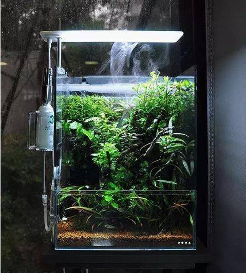 ada到底有什么不一样?天野尚草缸,自然水景缔造者!_title_造景_水草