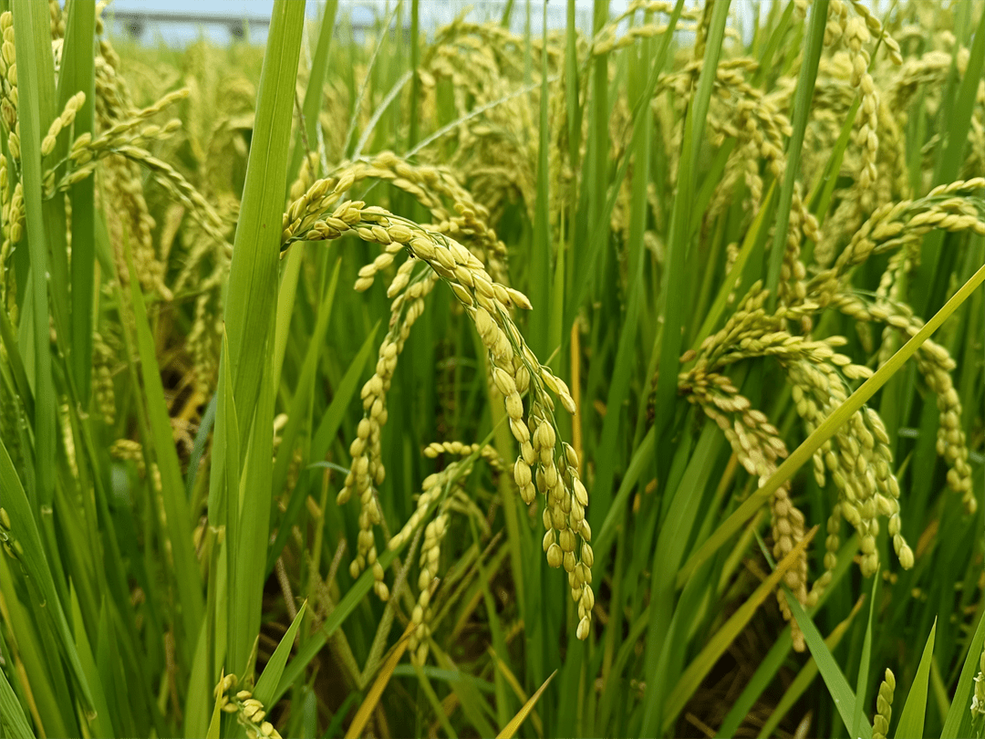 樟木粮蔬现代农业园区:丰收在望!400余亩水稻扬花灌浆_西昌_种植_稻穗
