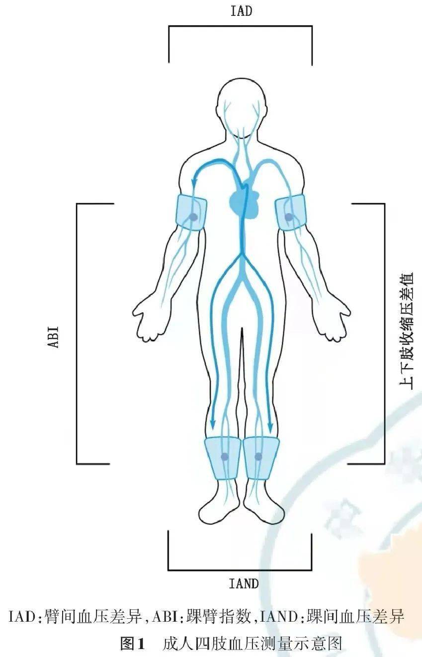 附成人四肢血压测量的中国专家共识