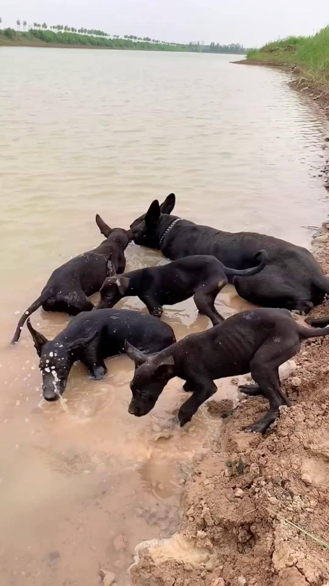 黑狼串狗图片图片