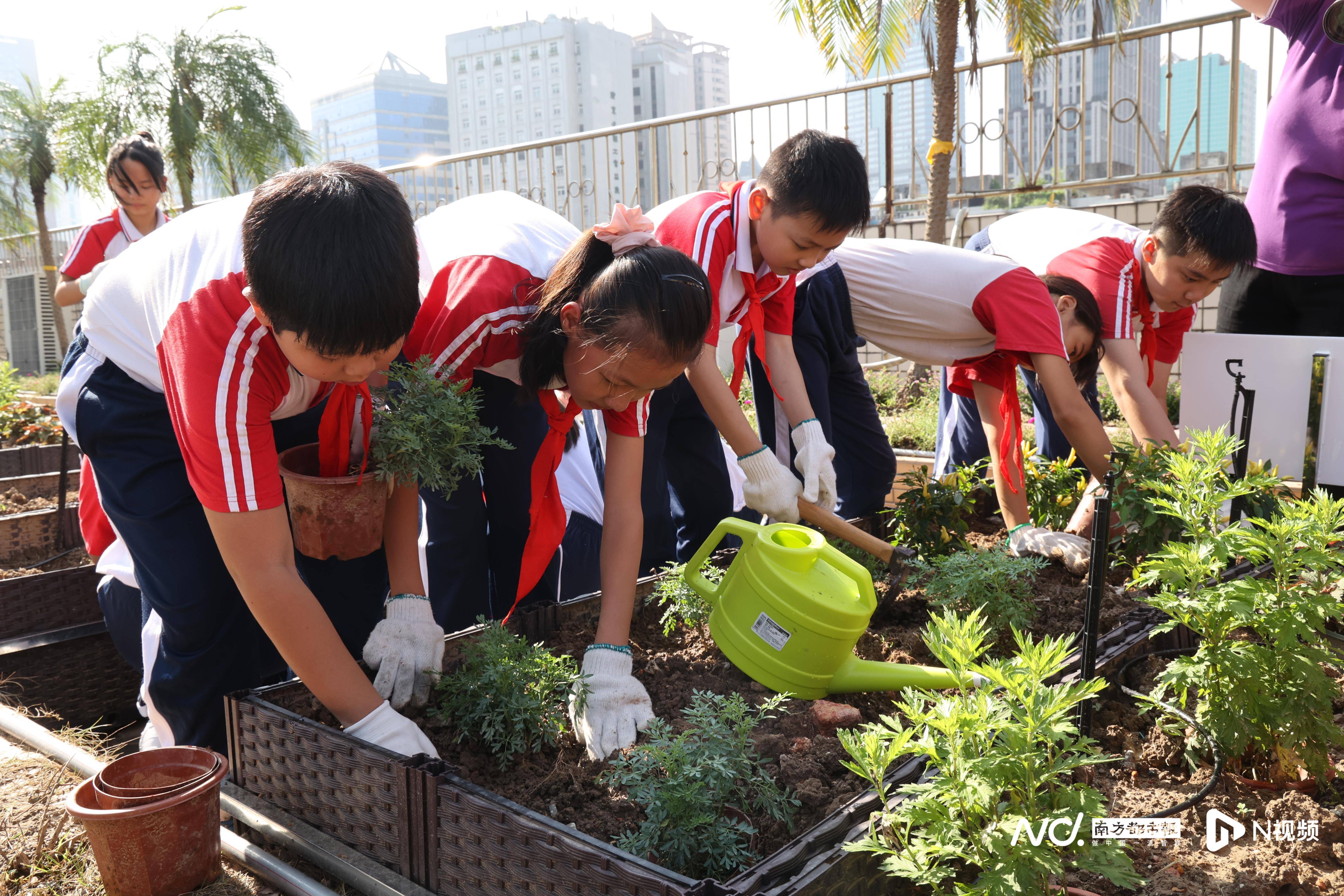 珠光路小学开学礼上分田到班