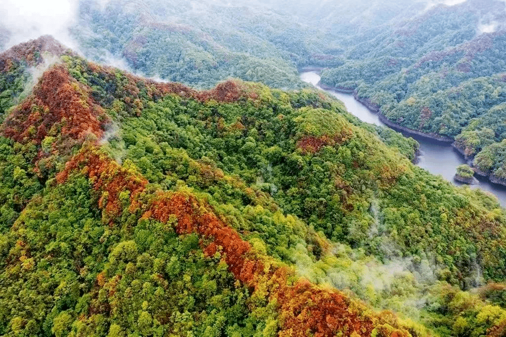 【律动道真】大沙河之秋_自然保护区_总面积_贵州