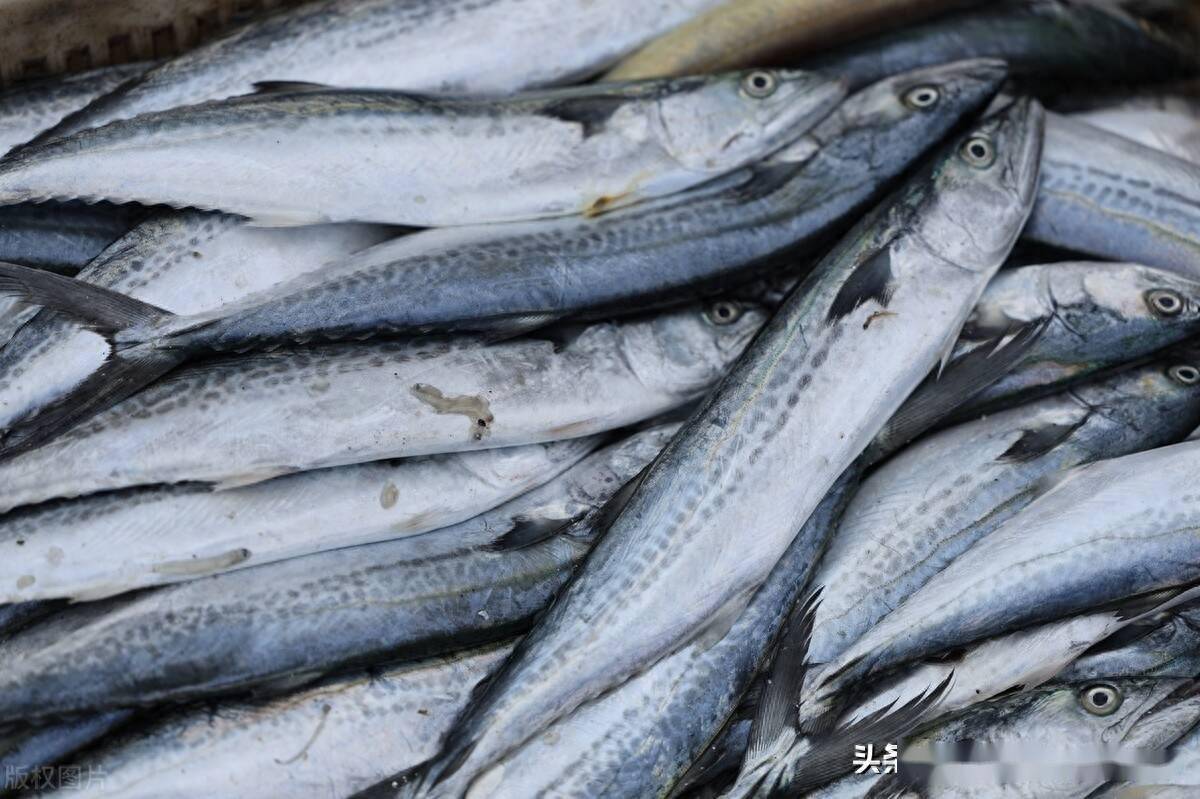黄渤海开海,山东日照渔船归来鱼满舱_上岸_鲳鱼_海产