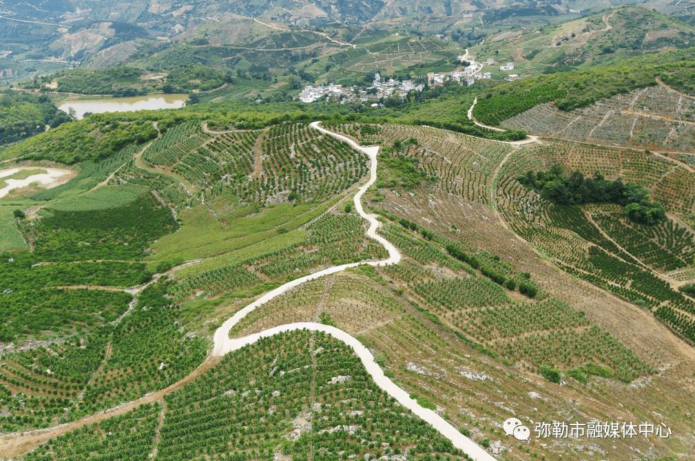 弥勒此镇,他带领!打造4个亿元产业67_柳云彪_西二镇_发展