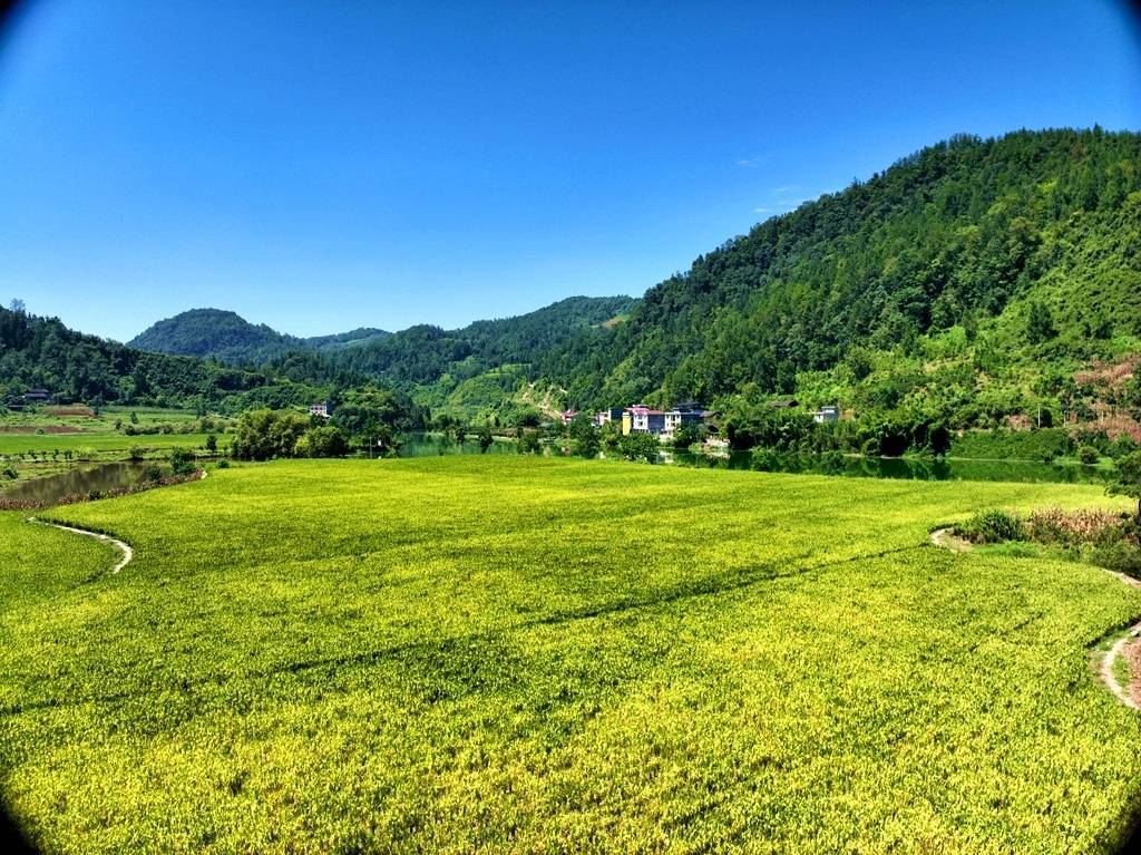 咸丰县中寨坝村把农田种成风景.黄锋 摄