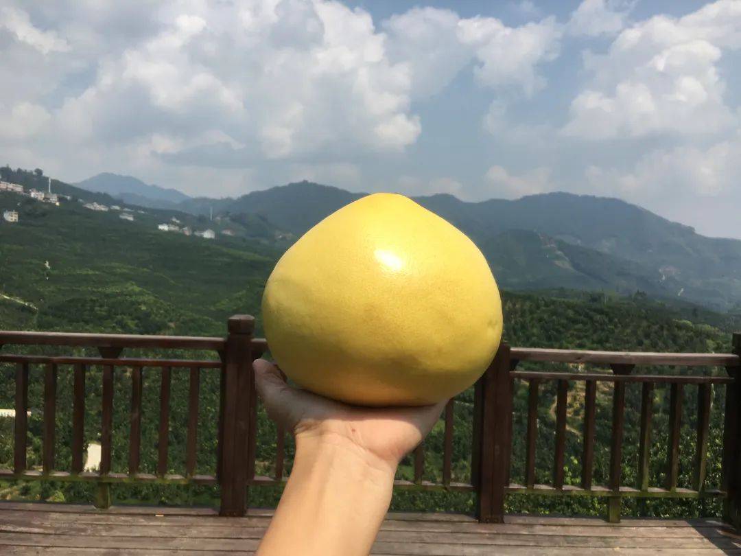 每年中秋节都要吃的梅州红柚,比白柚香甜多汁!_大埔_蜜柚_果肉