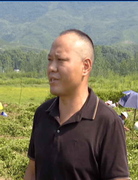 【六大产业助振兴】九宫山镇:太子参基地迎来首个丰收季_通山县_种植