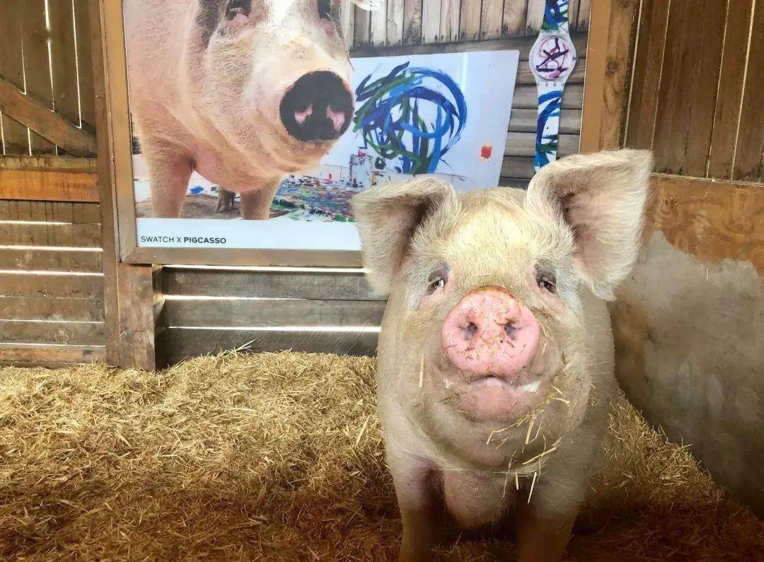 joanne_画作_动物