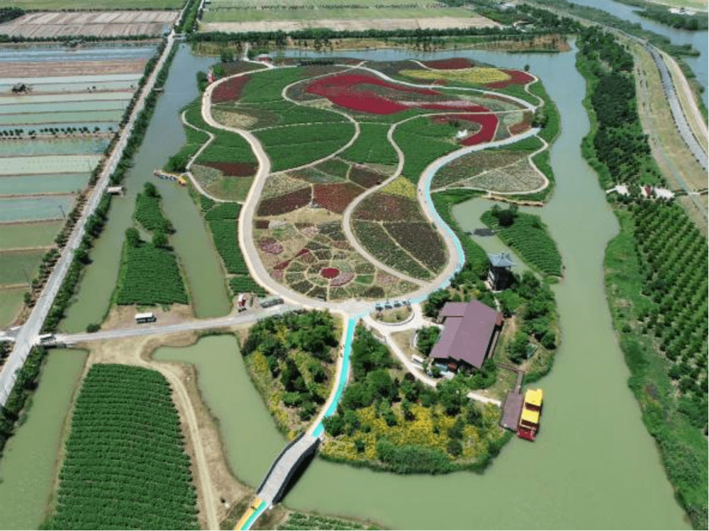 通过大力推动农旅融合,昔日的圩区洼地,变成了"河岸花海"