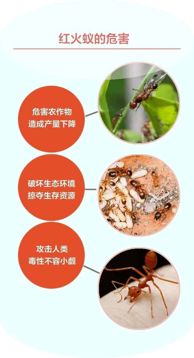 红蚁介绍图片