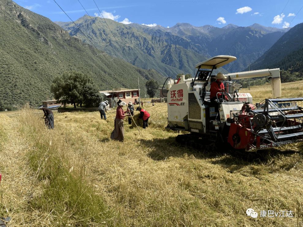 【新时代文明实践】同普乡夏荣村驻村工作队积极开展秋收工作