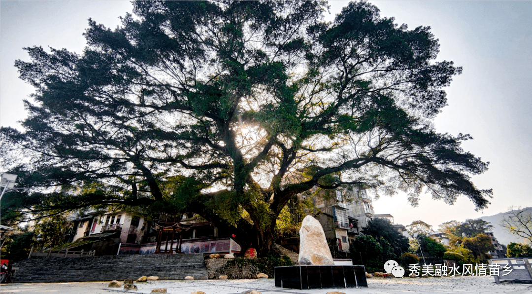 67【喜报】三防镇雅榕入选全国"最美古树",获"最美榕树"称号,柳州市