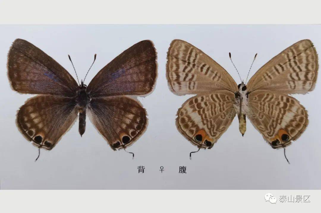 【泰山昆虫科普】——亮灰蝶_外缘_紫褐色_幼虫