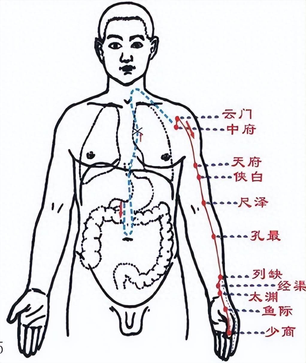 肺经络图走向图片