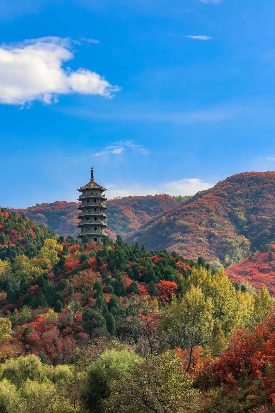 活动详情:一朝沐杏雨,一生念师恩,红叶谷景区礼赞教师节9月9日—10日