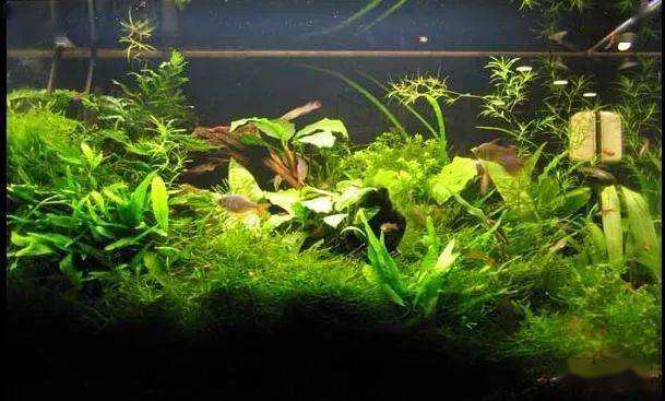 短鲷缸造景实例分享,当之无愧"折腾"哥儿!_搜狐汽车_搜狐网