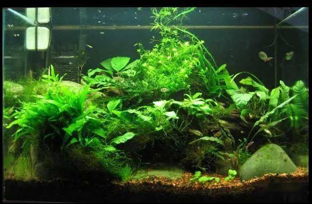 短鲷缸造景实例分享,当之无愧"折腾"哥儿!_搜狐汽车_搜狐网