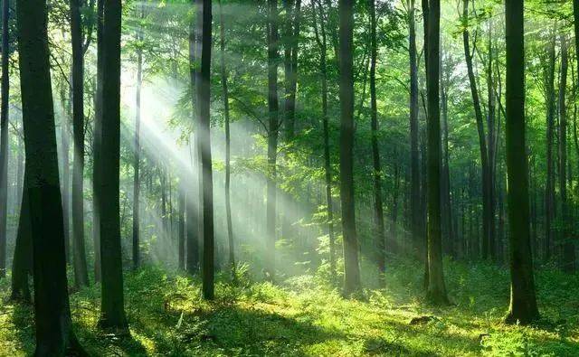 森林康养:健康生活新方式