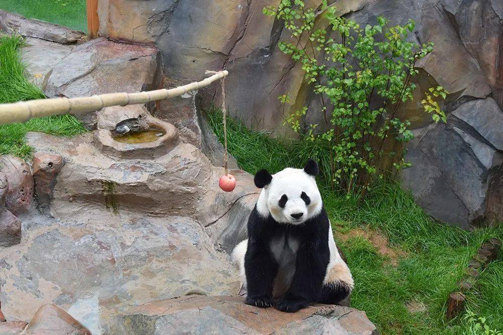 这篇攻略,教你玩转西宁熊猫馆~_panda_互动_游客