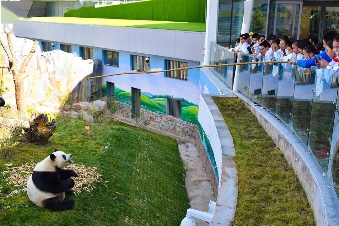 这篇攻略,教你玩转西宁熊猫馆~_panda_互动_游客