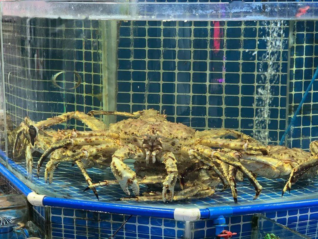 海鲜品种繁多,↓十九涌渔人码头↓ 十四涌水产中心是鲜活海鲜的集散地