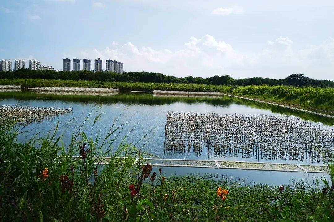 佛山各区养殖池塘"大变样"_农业_项目_农村