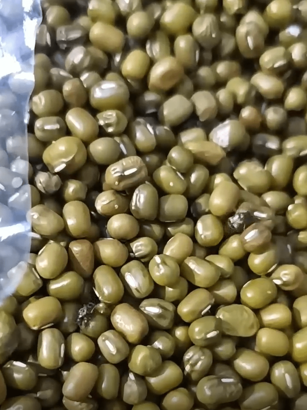 西安一超市散装绿豆爬满虫子?