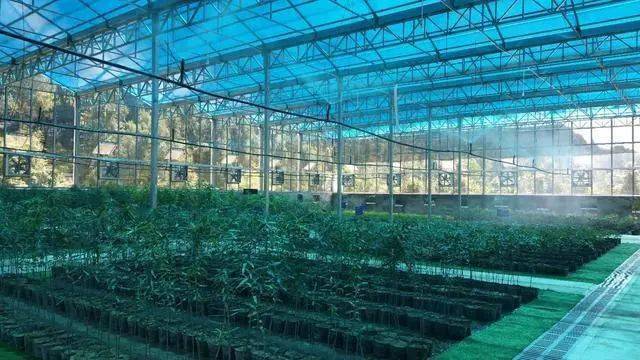贵州公布69家省级林业保障性苗圃名单_建设_发展_开发