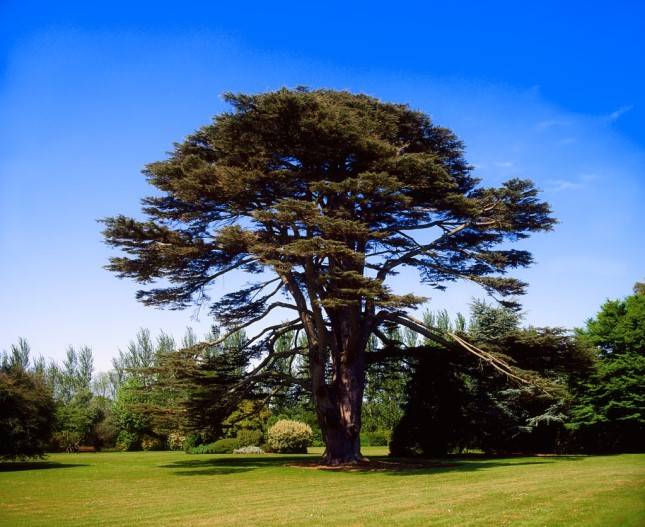 读书| 长青不衰的黎巴嫩雪松 ——读纪伯伦《人生箴言录》_读者_美国