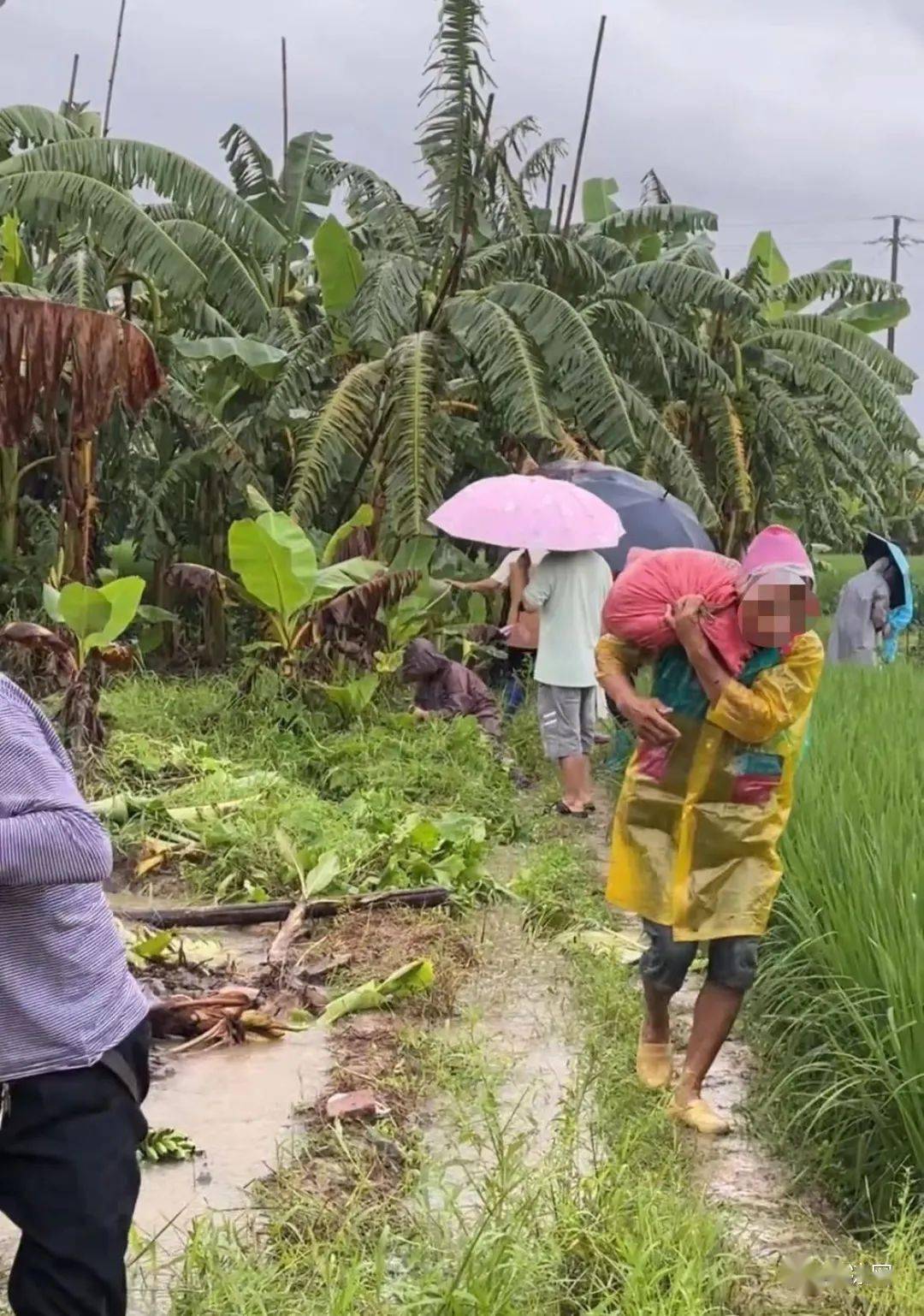 高州连续降雨!多地有牛蛙,罗非鱼,小龙虾大出逃!