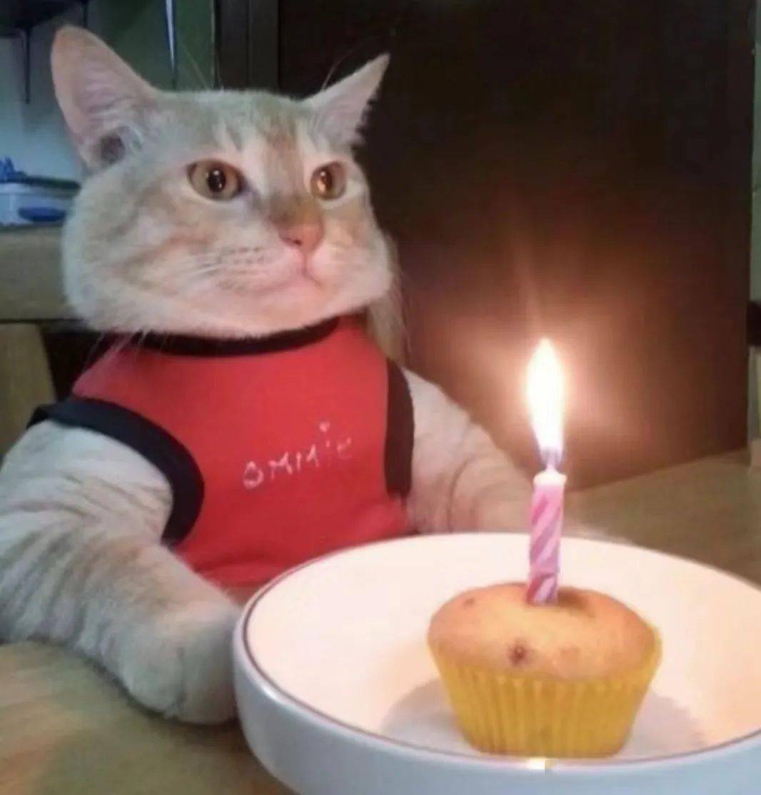 猫咪吹蜡烛生日图片图片