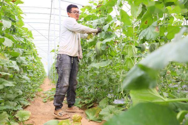 9月12日,在南宫市段芦头镇南小六村,农民在采摘哈密瓜.