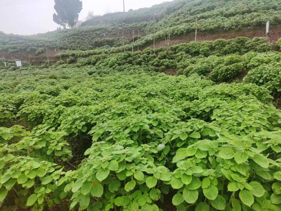 “天府科技云”蓄力!“川苎12”良种产业化应用跑出加速度_苎麻_达州_生产