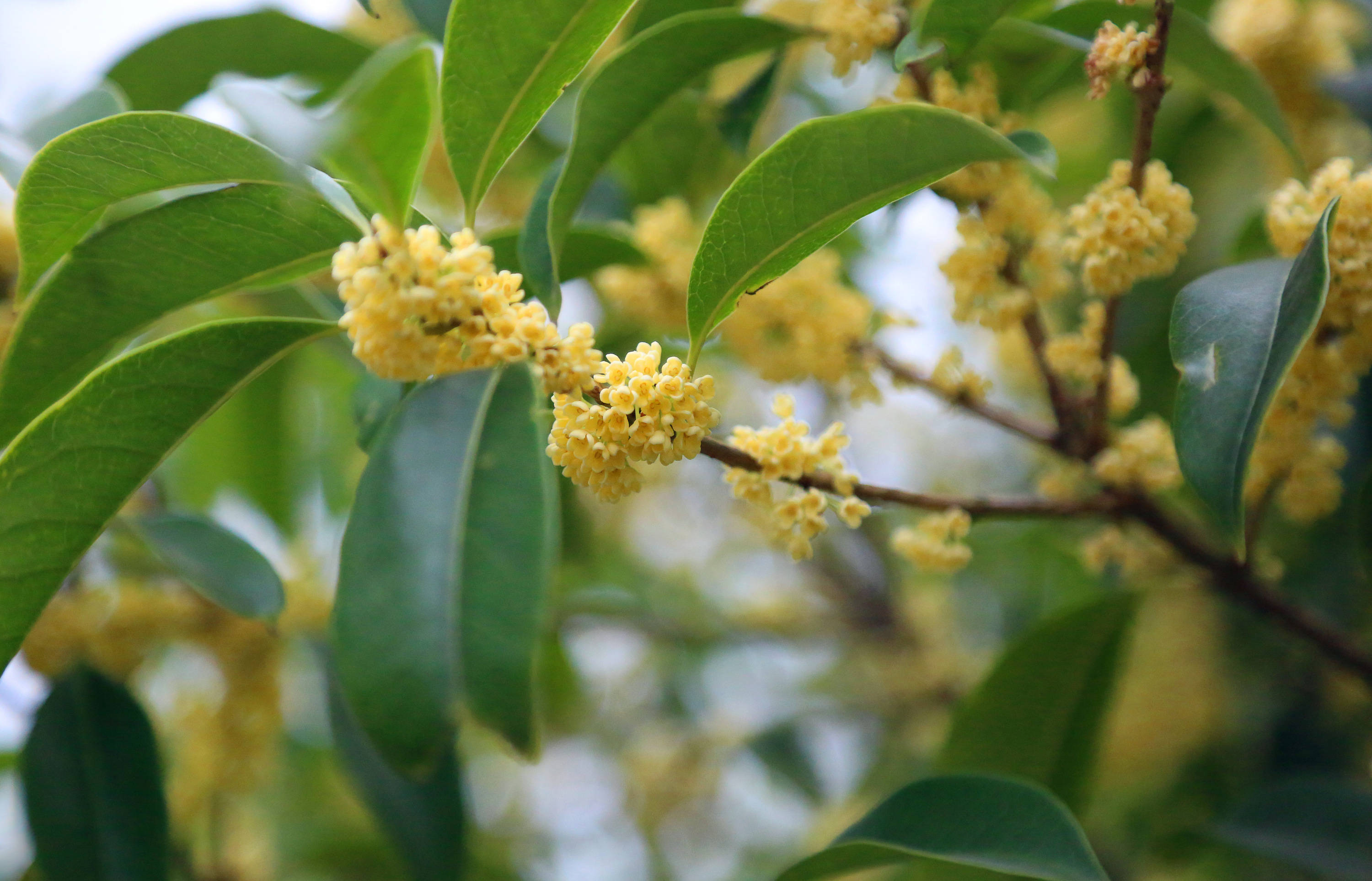 花期乱了三年后,申城早银桂今年正常开了_桂林公园_开花_绿地