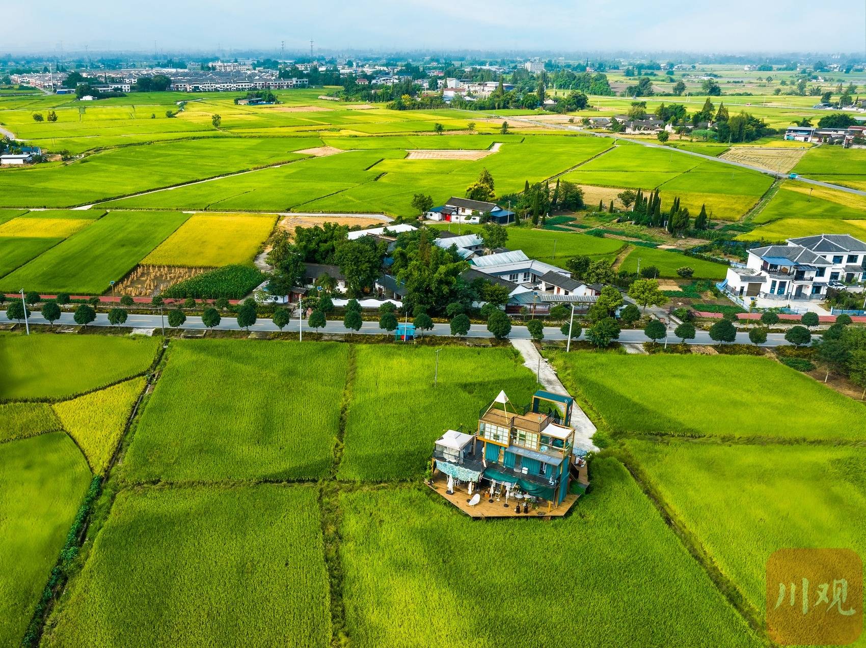 广汉:秋日限定!风吹稻浪美如画_西高镇_林漫_连山镇