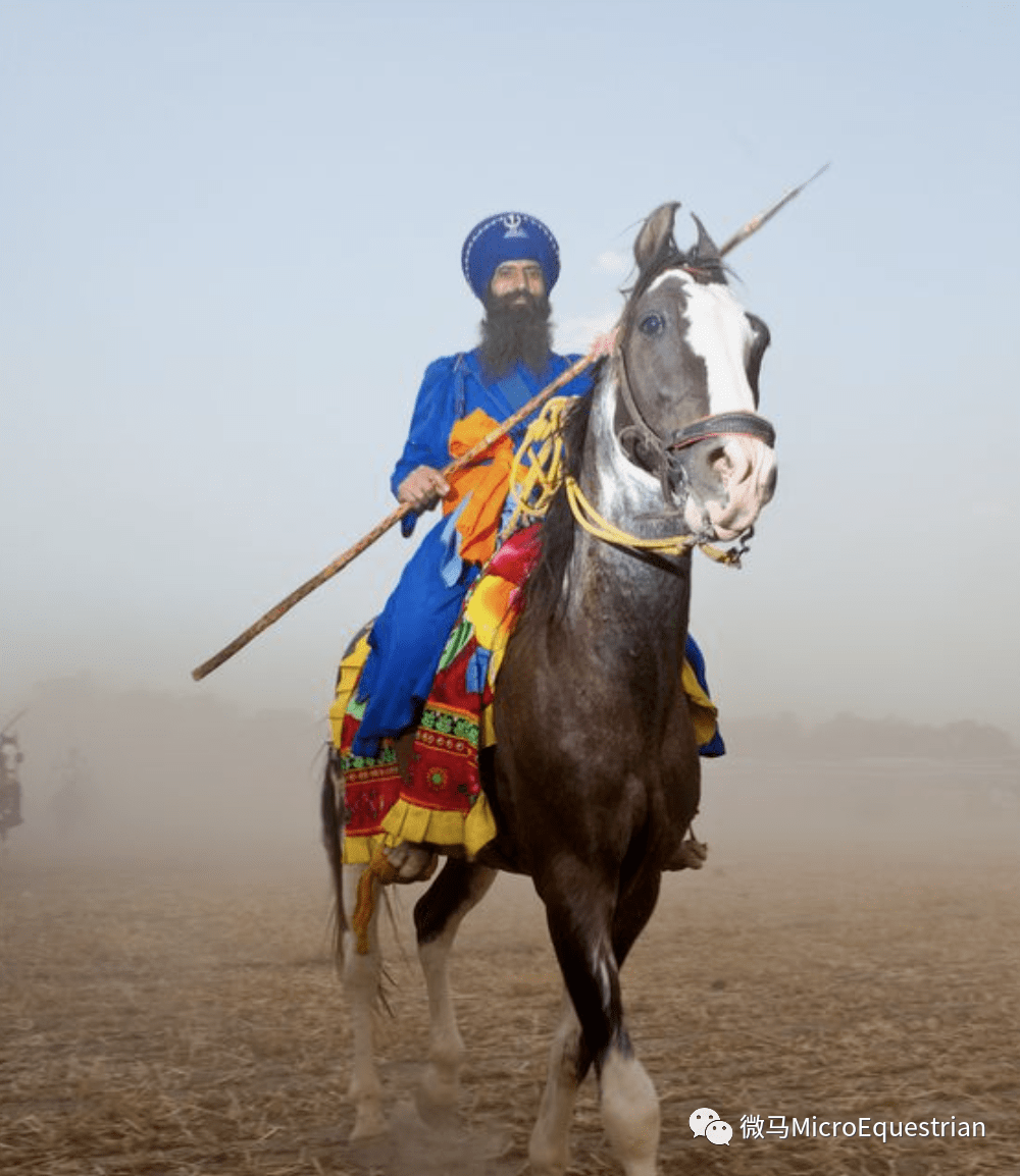 中世纪最好的战马——印度卷耳马